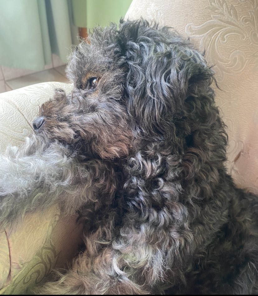 AbruTorre's tweet photo. Se perdió mi negra 😭
Hoy al mediodía, enfrente de la cancha de Quilmes. Responde al nombre “negra” o “negrita”.
Si la ven o saben algo me hablan al 1133104805
Rt para difundir porfi🙏🏽 https://t.co/ALMwuxJKvZ