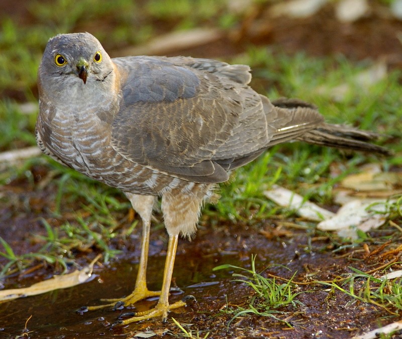 TheNorthernMyth's tweet photo. Bird of the Week—from @TheNorthernMyth archives, November 2008.
Collared Sparrowhawk Accipiter cirrhocephalus—in my backyard at Yuendumu, NT.
https://t.co/1W6Vv4GfuM
#raptor
#birdsofprey
#Yuendumu
#ethnoornithology
#ethnobiology
#birds
#birders
#BirdOfTheWeek
#wagtail https://t.co/jhAlGb3mea