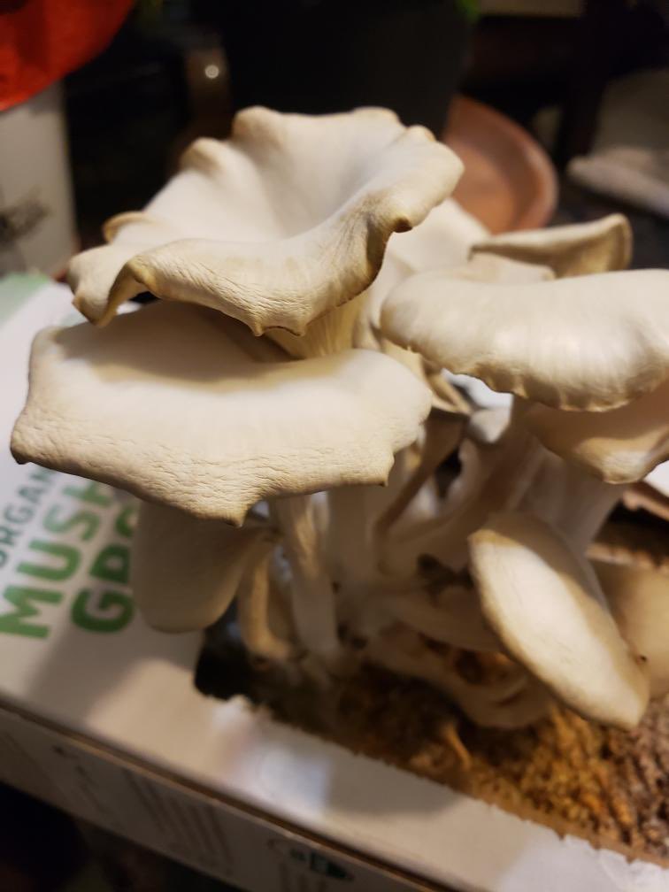 Jacob Elliott tweet media