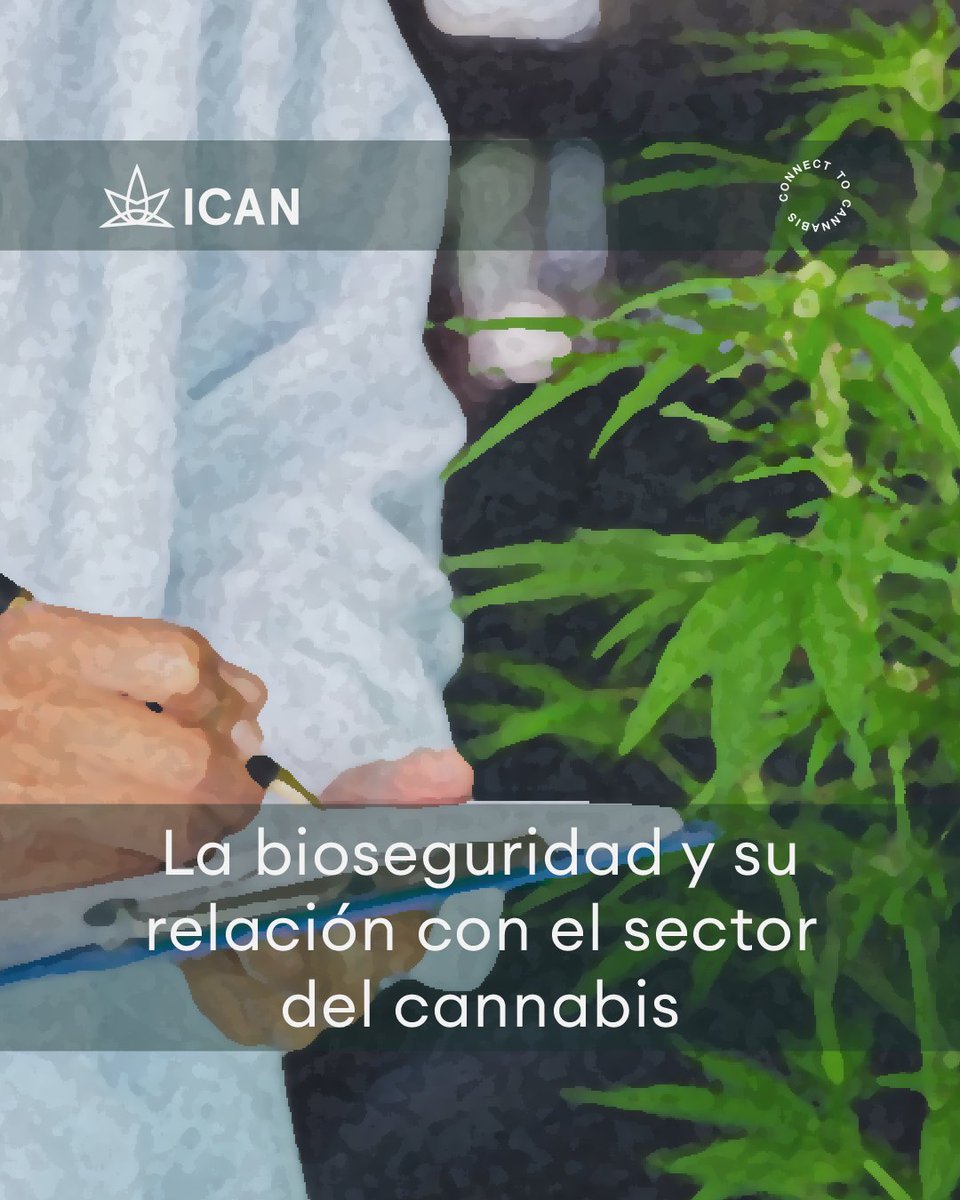 icanlat's tweet photo. ¿Has escuchado hablar sobre la #bioseguridad? En la siguiente columna, el presidente de la Anicann, Guillermo Nieto, explica cuál es su relación con el sector del cannabis. Lee más 👉📚 https://t.co/P5kCsdCzrd https://t.co/Dg5OY4pjWI
