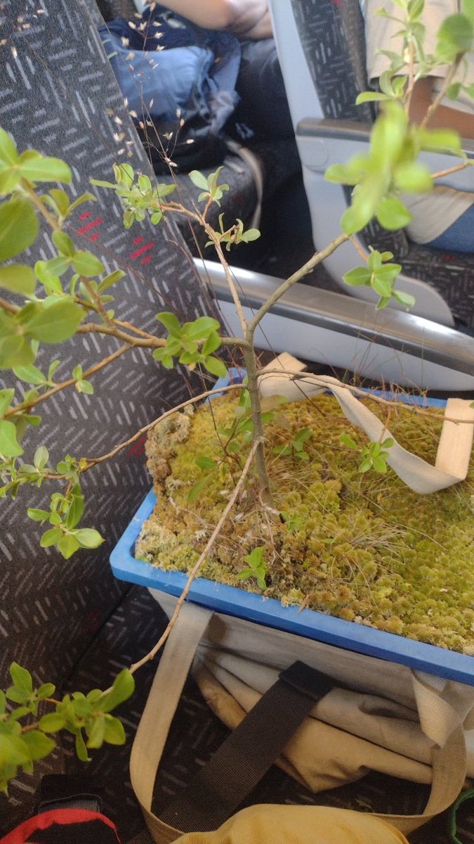 o__olver's tweet photo. Today I took a box of surplus lab sphagnum (and a small giant redwood) all the way from Aberystwyth to London on many trains. Definitely got some curious looks! #30DaysWild https://t.co/szu45L4qAg