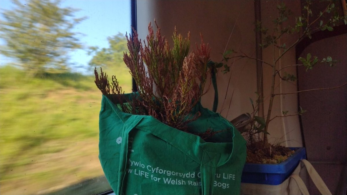 o__olver's tweet photo. Today I took a box of surplus lab sphagnum (and a small giant redwood) all the way from Aberystwyth to London on many trains. Definitely got some curious looks! #30DaysWild https://t.co/szu45L4qAg