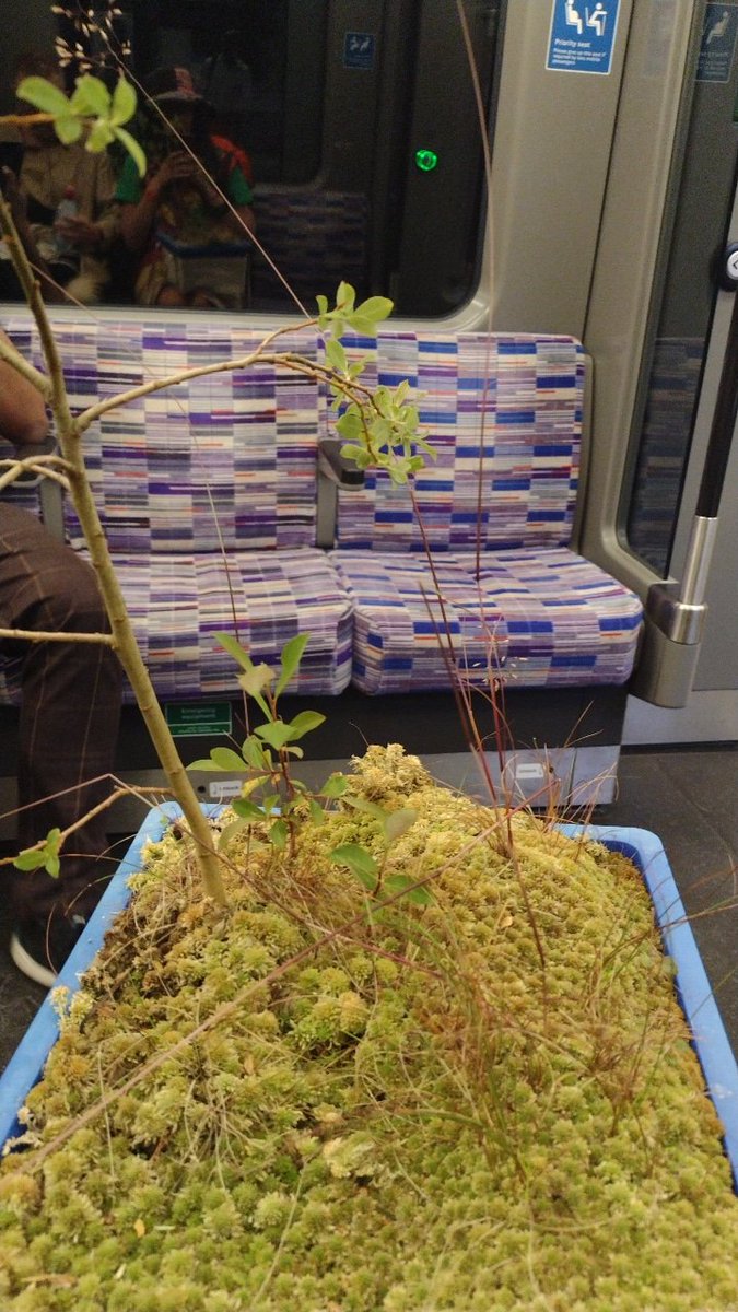 o__olver's tweet photo. Today I took a box of surplus lab sphagnum (and a small giant redwood) all the way from Aberystwyth to London on many trains. Definitely got some curious looks! #30DaysWild https://t.co/szu45L4qAg