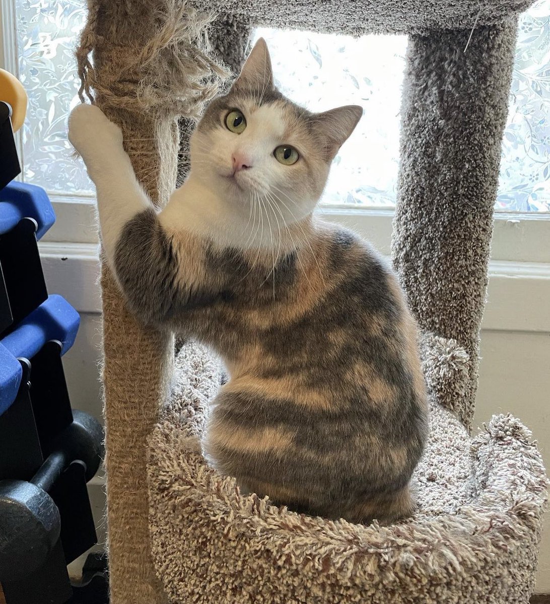 Give Me Shelter Cat Rescue On Twitter Cece Has Been Waiting For 680 give-me-shelter-cat-rescue-on-twitter-cece-has-been-waiting-for-680