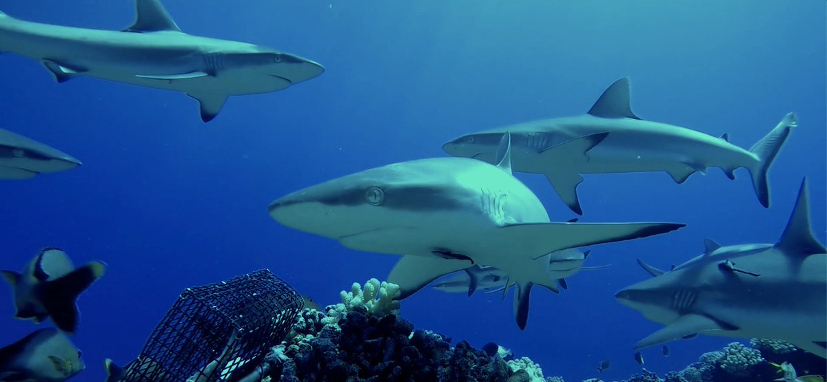 Overfishing is driving reef #sharks toward extinction, according to a  JCU scientist who led a major new study published  today in Science.
shorturl.at/cHU02