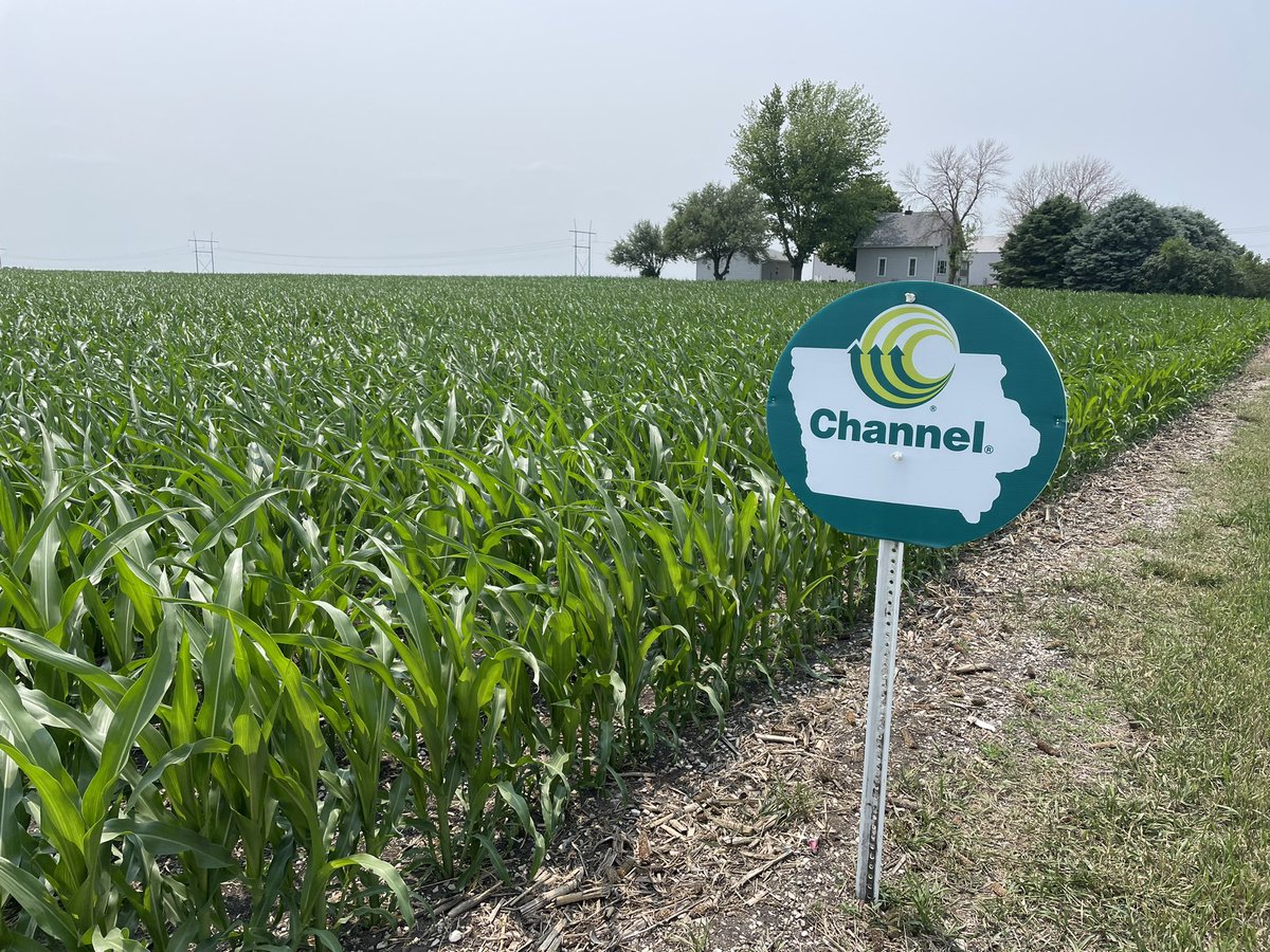 joe_hora's tweet photo. I’d say this CH211-11STXPro is taking off! A great product fit for IA and multi year continuous corn. @Iowa_Channel https://t.co/F8ESNW6nbw