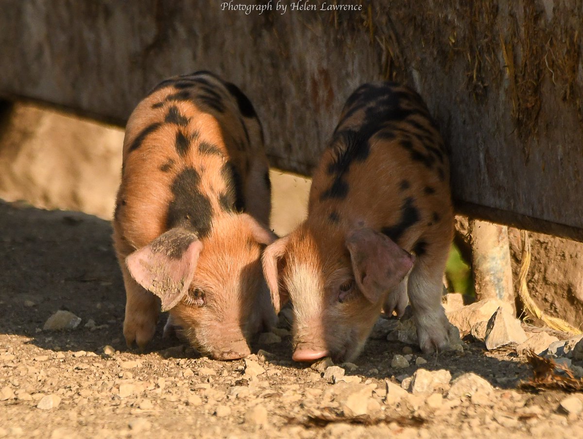 Piglets 😱😍 #piglets #pig #spottypiglets
