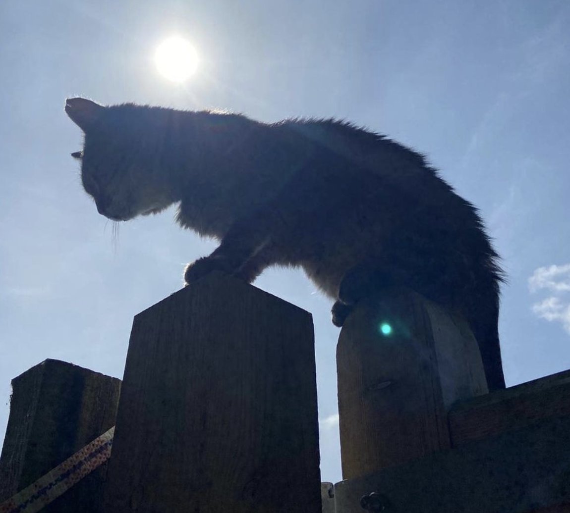 Catastrophes Cats Rescue tweet media