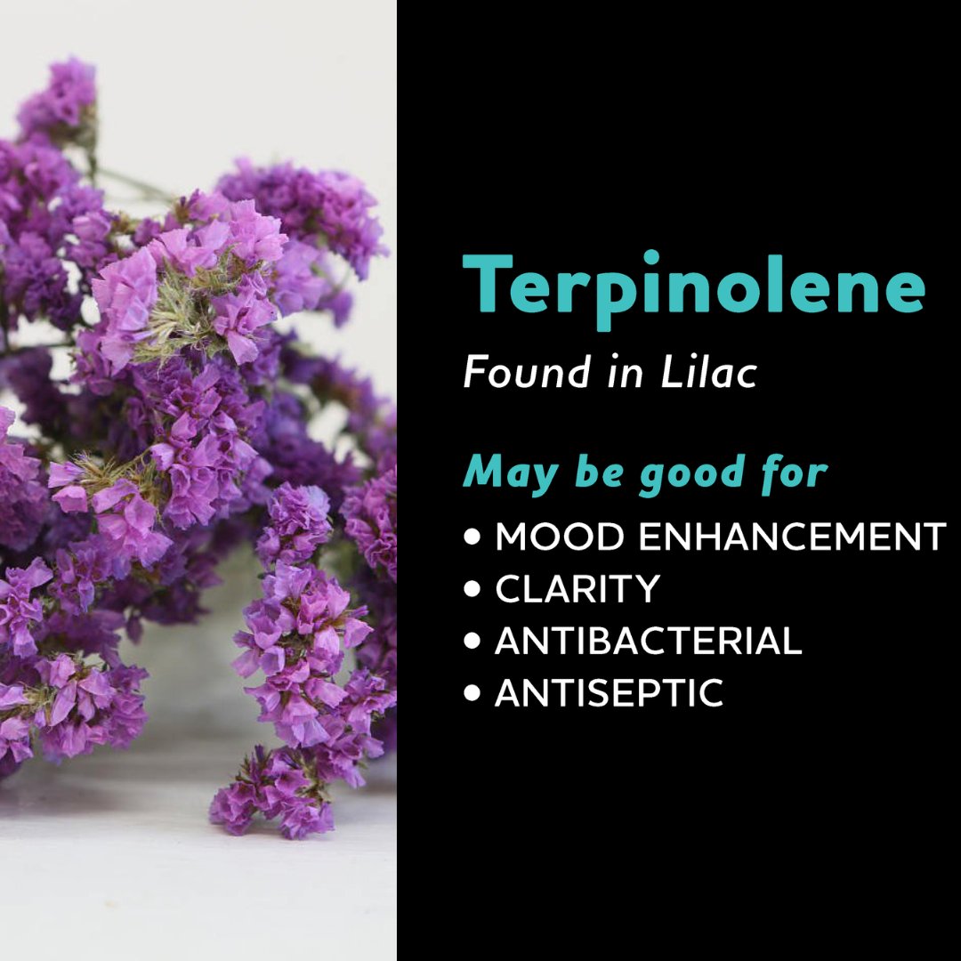 This zesty terpene that has a burst of fresh citrus infusing your favorite strains with its invigorating aroma but there's more to Terpinolene than just its citrusy scent. Studies suggest it may also contribute to relaxation and mood enhancement!
#maitimeds #cannabiscommunity