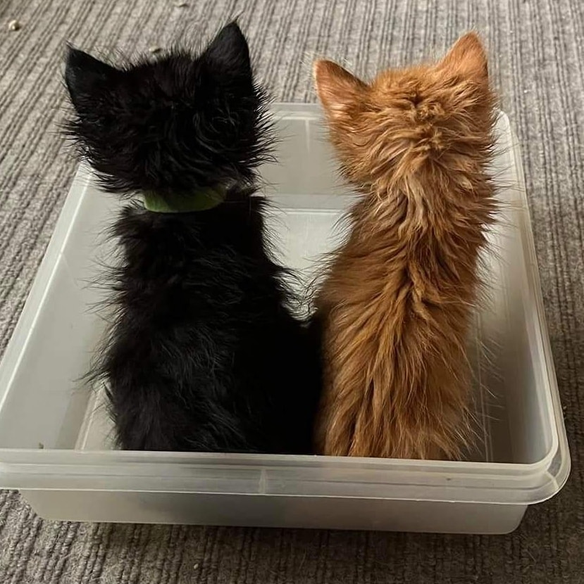 Life In The Fosterhood.
Sometimes it's ok to think inside the box.
PURRlease supPURRt our mission to help with the many #tinybutmighty like these sweeties. 
#lifeinthefosterhood #savinglives #kittenseason #stillgrowing #gratitude #tbt
