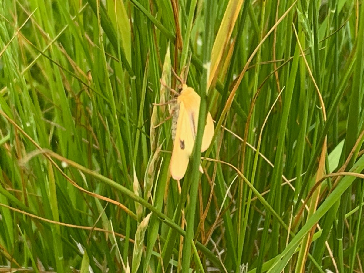 kentdowns6's tweet photo. More new species this week on the network of arable reversion and restored grasslands in our Stour valley/Stone street nature recovery network ; a new adonis blue colony, ruderal bumble bee, fragrant orchid and clouded buff. Farmers leading nature recovery🪲🐝🦋🦇🐦 https://t.co/F90OPyeXH3