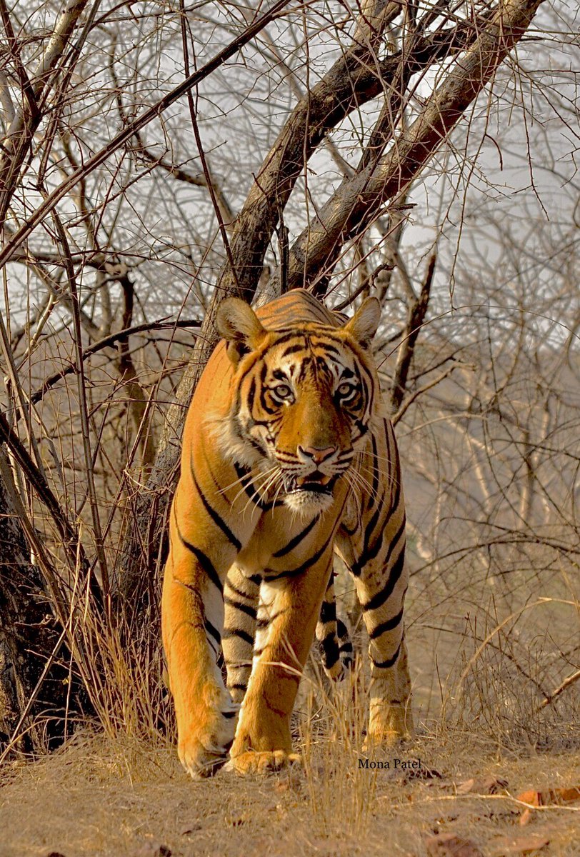 Tiger, tiger burning ever so bright ❤️ #BBCWildlifePOTD #ThePhotoHour #IncredibleIndia #DekhoApnaDesh #Ranthambor 🐅🌳 #natgeoindia