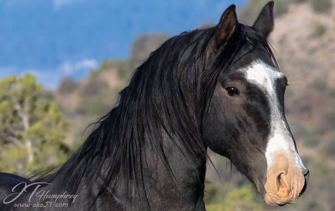 Generations of men have spent millions of dollars  breeding #horses that weren't nearly as beautiful, strong and healthy as Zorro, mustang stallion of wild Nevada #JTHumphrey photo #wildhorses #horselover #mustang #Nevada