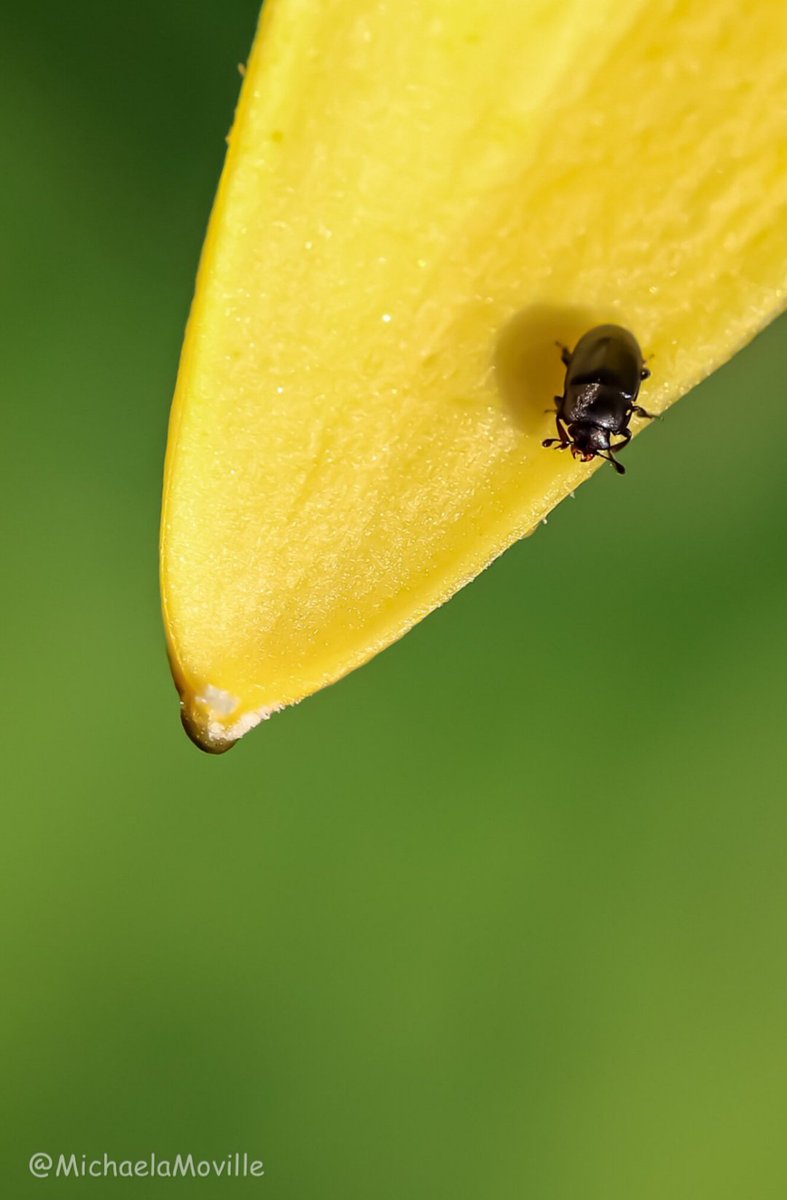 Tiny beetle on flower petal @MacroHour @Lancswildlife @BBCSpringwatch @WildlifeMag @Britnatureguide @nationaltrust @NaturePortfolio @NatureUK @NatureUK @insectweek @Buzz_dont_tweet @homesforbugs