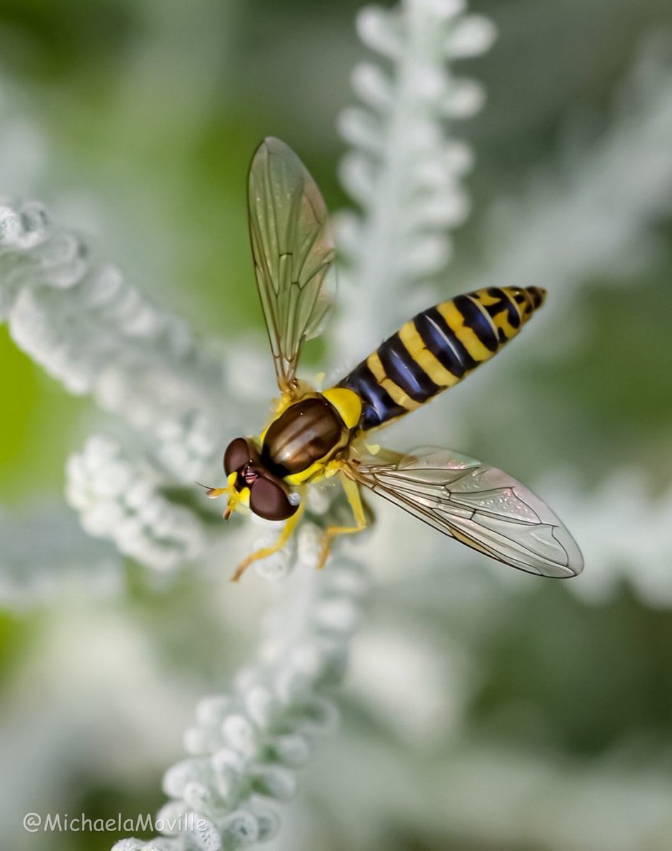 Hoverfly by the pond @MacroHour @Lancswildlife @BBCSpringwatch @WildlifeMag @Britnatureguide @nationaltrust @NaturePortfolio @NatureUK @Team4Nature @insectweek @Buzz_dont_tweet @homesforbugs