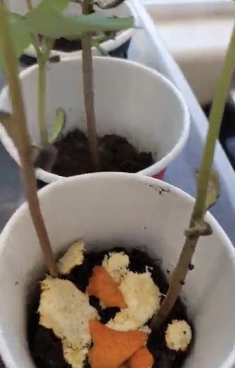 DP Tech Team (@dptechteam) on Twitter photo For their CPT, Gr9โs <a href="/CabotCatholic/">John Cabot Catholic SS</a> plan, design & conduct their own experiment by investigating 1 factor that affects soil health, like salinity, temp, heavy metals & fertilizer. Ss then connect their results to real global issues. Such deep learning! #snc1w For their CPT, Gr9โs <a href="/CabotCatholic/">John Cabot Catholic SS</a> plan, design & conduct their own experiment by investigating 1 factor that affects soil health, like salinity, temp, heavy metals & fertilizer. Ss then connect their results to real global issues. Such deep learning! #snc1w