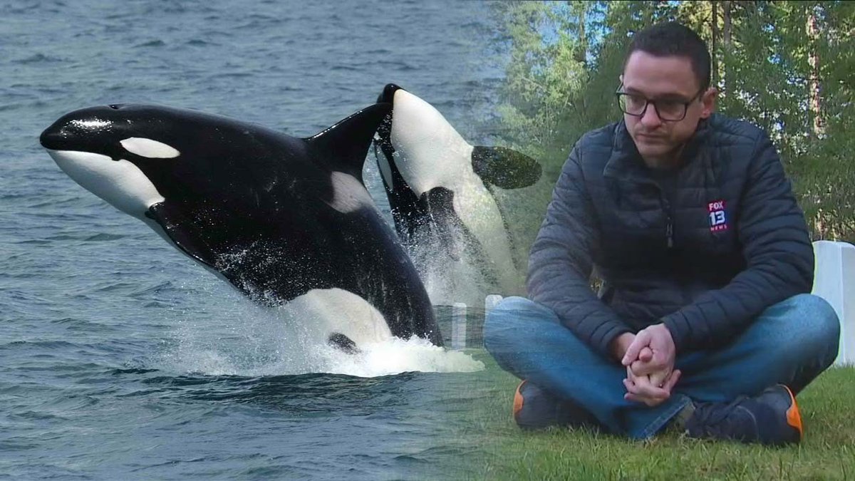 Strategizing with my orca friends on what boats to attack next.