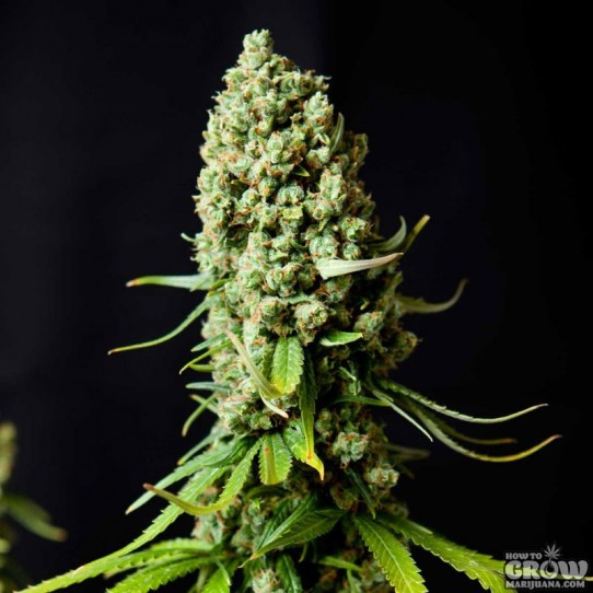 Relax and unwind with Super Skunk, an award-winning Indica marijuana strain with high potency levels of THC and CBD! With reliable and popular seeds spreading across the nation, it’s the perfect choice for a chill evening with friends. 

#SuperSkunk #Relax #MarijuanaStrains