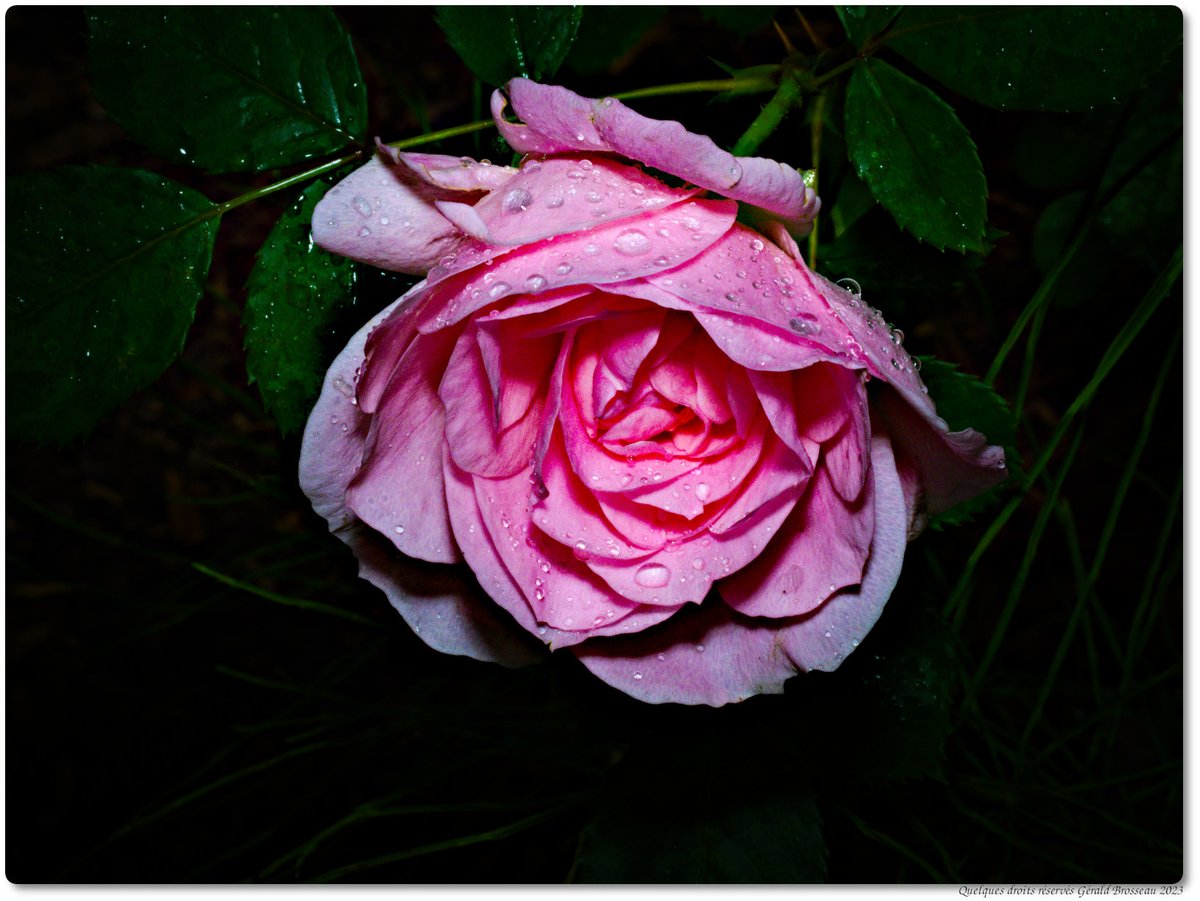 Gerald Brosseau tweet media