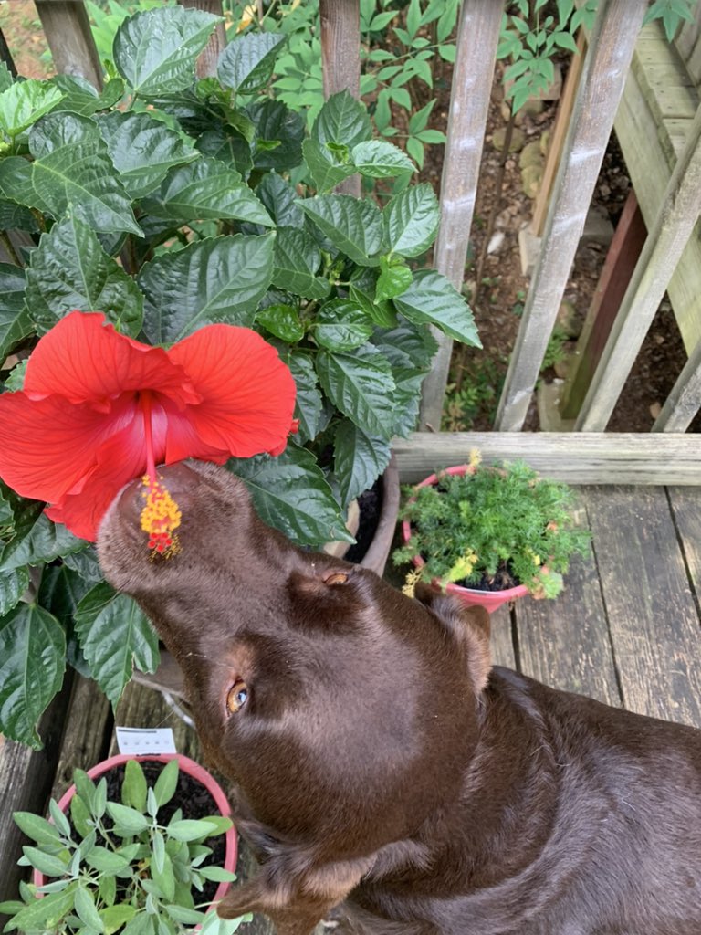 TNmtnLady84's tweet photo. Tried to get my dog to sniff a flower, she chomped it insteadโฆ๐ totally has the bottom two petals in her mouth. #shewilleatanything
She also likes to clean up after the birds, she will eat the seeds they kick out of the bird feeder๐คฃ #dogs #dogthings #ilovemydog https://t.co/iAp3ukBN0b