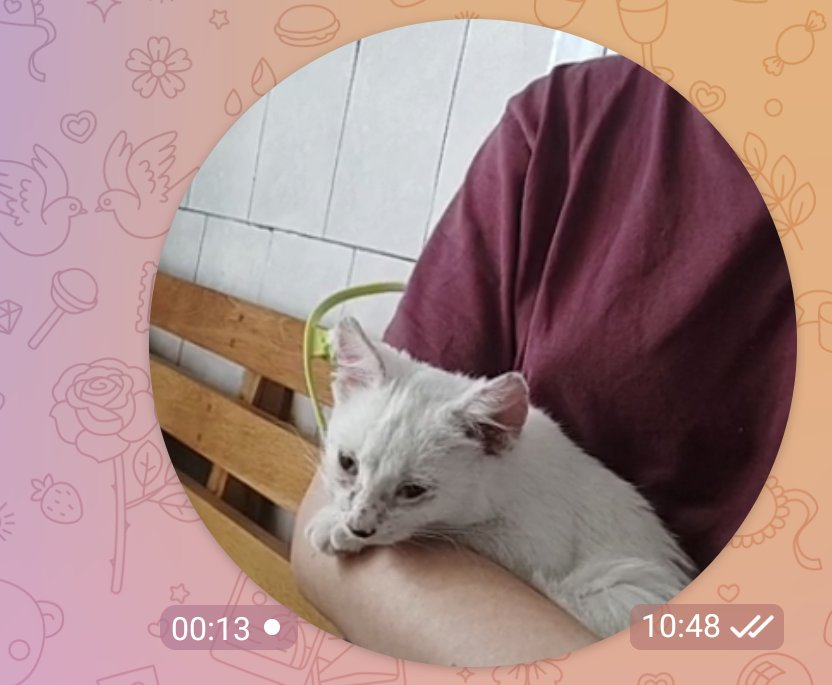 foreverglukhova's tweet photo. нашла сообщения с периода, когда только подобрали 😭😭😭

мы успели заразиться от неё лишаем, вылечить коську, себя и теперь живём счастливо! https://t.co/2L1Tbhr3N6