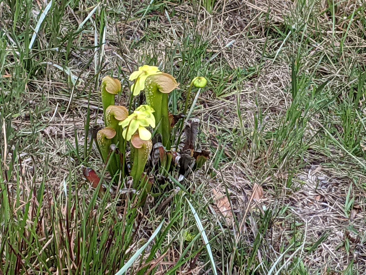 Nancy Biddinger tweet media