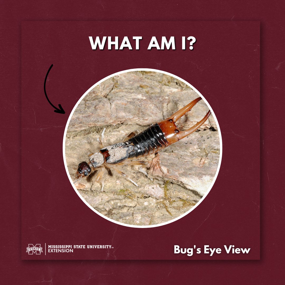 ▪️I have pinchers.
▪️Caterpillars and insect eggs constitute much of my diet. 
▪️I can fly.

➡️What am I? Find out here: ow.ly/9aOh50OPNEP #LearnWithExtension #MSUext