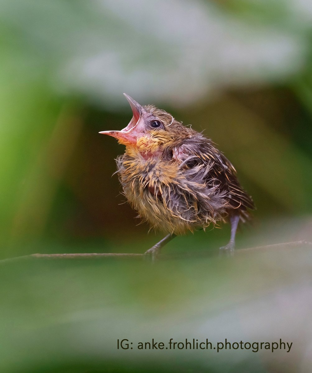 Wet and hungry Baltimore oriole chick after a heavy downpour, sheltered in the bushes.

#birdcpp #CentralPark #birdphotography #BirdsOfTwitter #birding #BirdsSeenIn2023 #BirdTwitter #birdwatching #birdcpnyc #birds #NaturePhotography @BirdCentralPark #birdcp #nyc