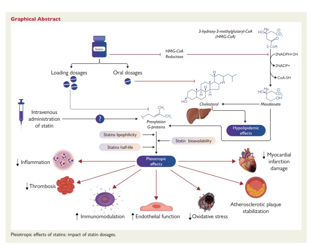 drpablocorral's tweet photo. 👉Statins revisited: therapeutic applications beyond lipid lowering?

https://t.co/UregBhOy4Z https://t.co/DxpFEhxwyG