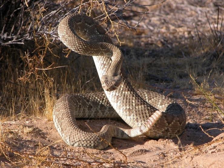 HOMEFRONT HUGS FOUNDATION On Twitter RT EdwardsAFB Snakes On A homefront-hugs-foundation-on-twitter-rt-edwardsafb-snakes-on-a