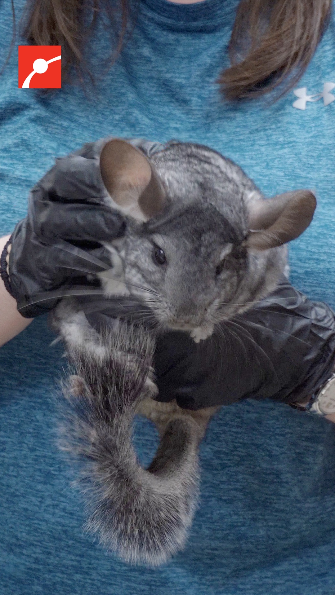 Museum of Science on Twitter "Meet our adorable newlyadopted