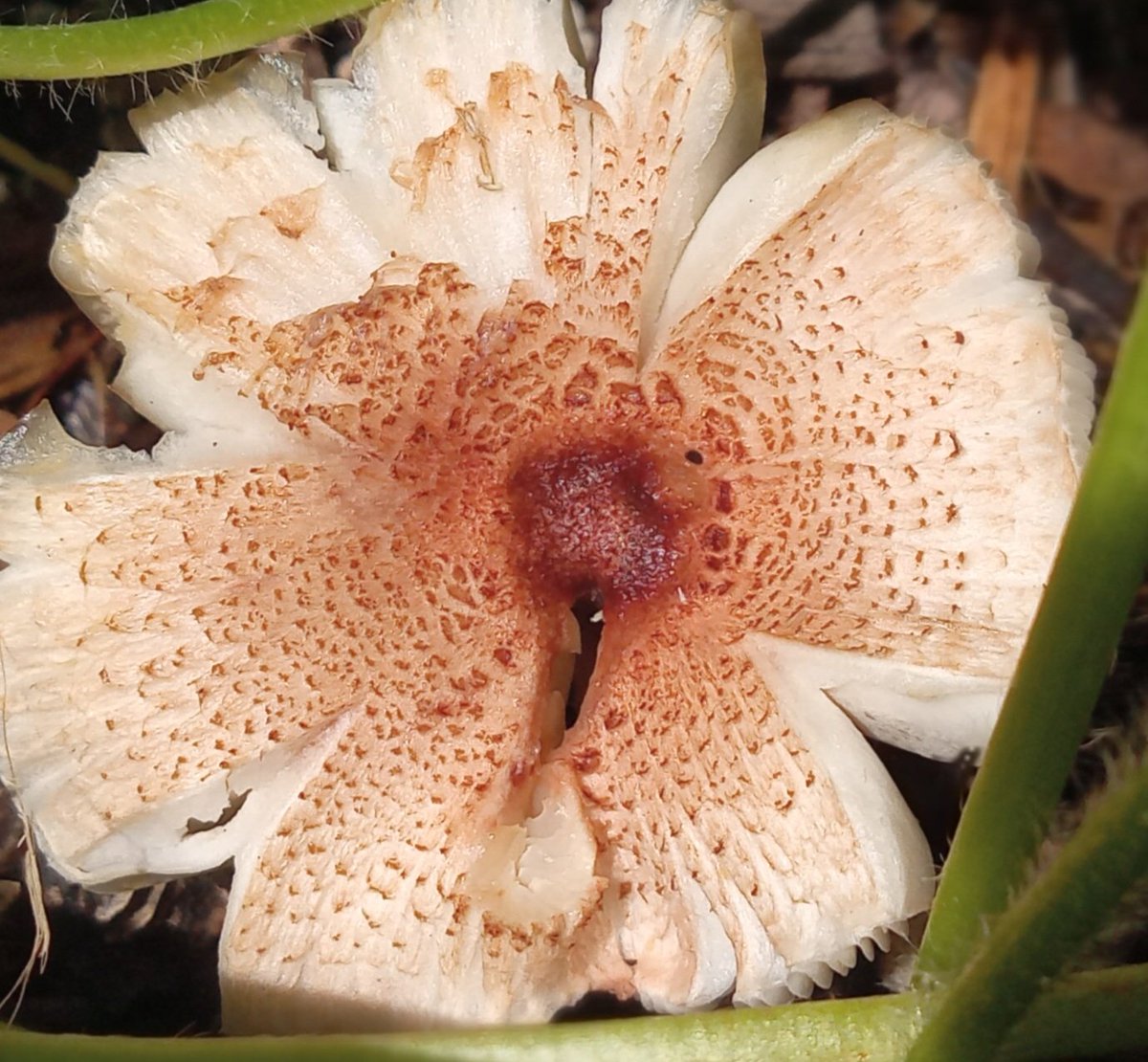 Pretty little shroom 🍄
