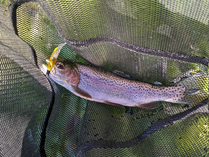 今日はやたらバラすな…('・ω・`) やっと3匹目ゲット