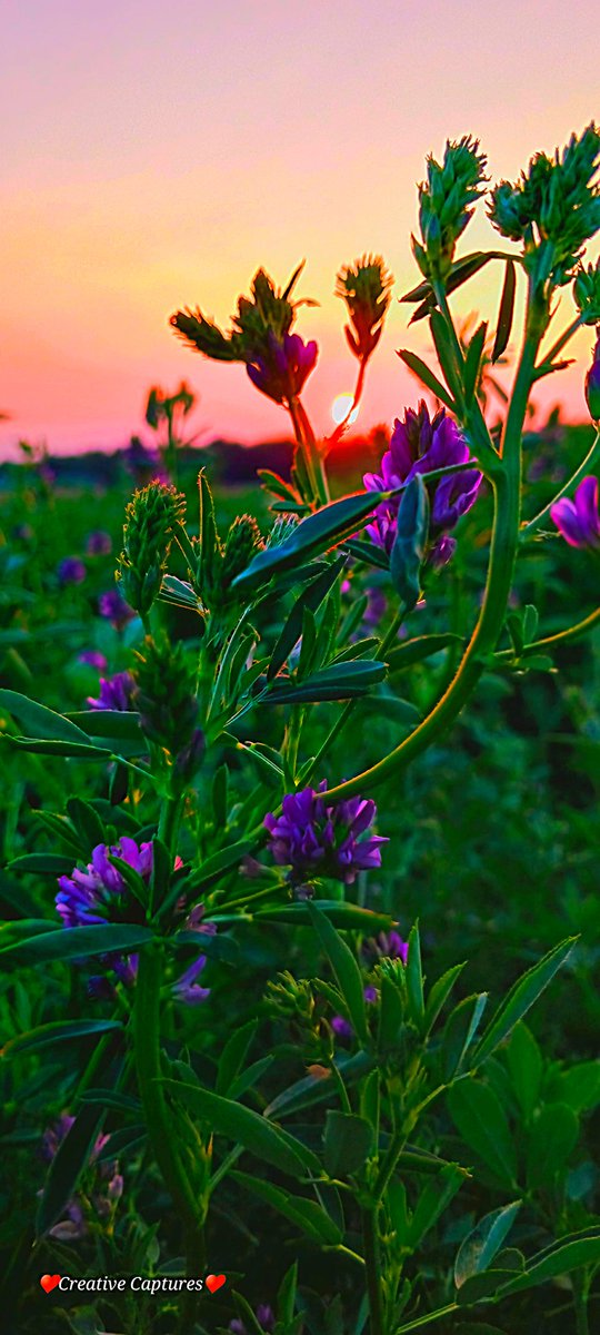 Our world is so beautiful! 
#sunsetphotography #sunsetpics
#photooftheday #photographylovers #photography #wildflower 
#Maryland #marylandsunsets