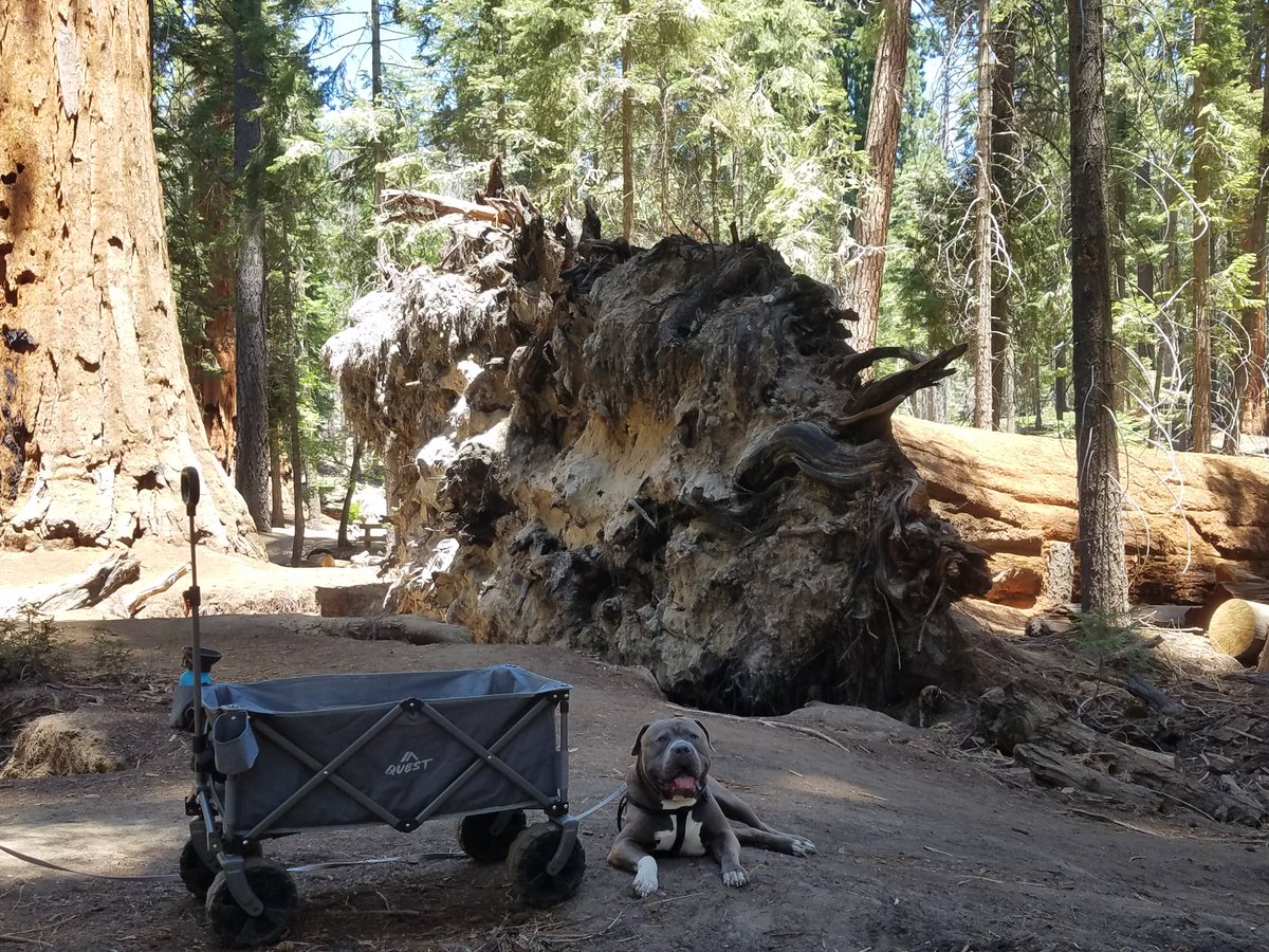 #ThrowbackThursday to packing my wagon & exploring around the #sequoiatrees 💙 #americanbully #bullybreed #dogsoftwitter #pawsitivity #rescuedog #fureverhome #doglife #dogs #doglove #velvetyhippo #happydog #tbt #camping