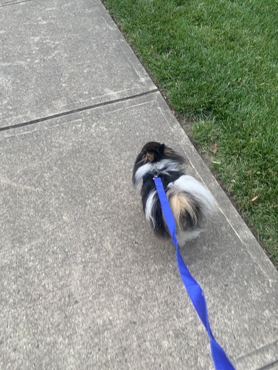 Giglesfont's tweet photo. Walking on sunshine #giannafontz #Nicothepom #pomeranian https://t.co/Po6VDI4XmW