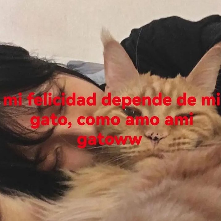 gatitos >>> todo