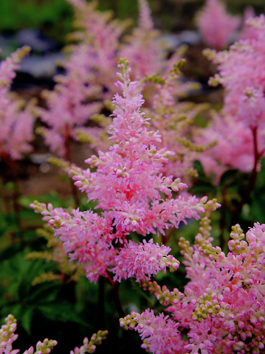 アスチルベ
#花  #花の写真  #TLを花でいっぱいにしよう #写真好きな人と繋がりたい  #スナップ写真  #キリトリセカイ  #花倶楽部 #接写 #花マクロ