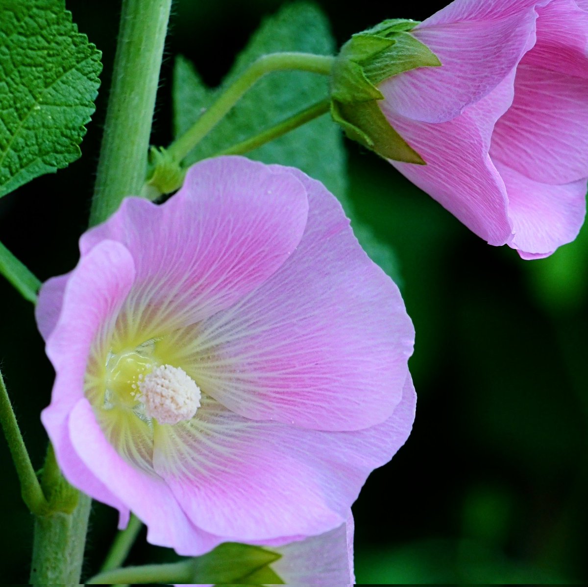 タチアオイ
#花  #花の写真  #TLを花でいっぱいにしよう #写真好きな人と繋がりたい  #スナップ写真  #キリトリセカイ  #花倶楽部 #接写 #花マクロ