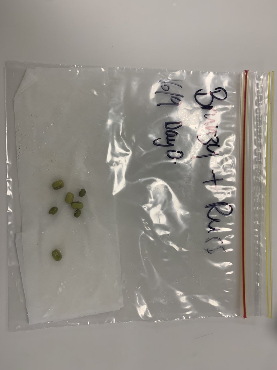 BeckRSaunders's tweet image. #IB #Biology #Topic9 #Germination…. To finish off Term 2 our AHL students are becoming guardians on 7 Mung beans and writing a diary of their germination.