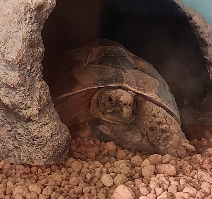 気温上がって野菜パクパクだからクチバシ削れてきた! 