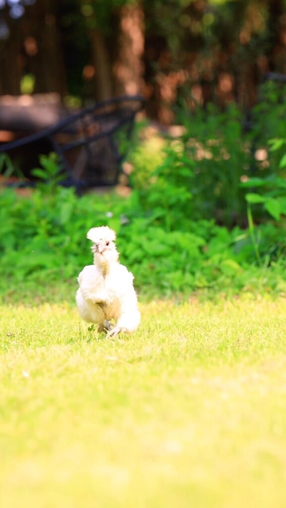 pocketmacro's tweet image. Little fluffy chickens are the best 😁! They are entertaining, friendly, and they even provide nutritious eggs as a bonus! #silkies #chickens #fluffychickens #silkiechickenshttps://instagr.am/reel/Cth-OW9vcNg/