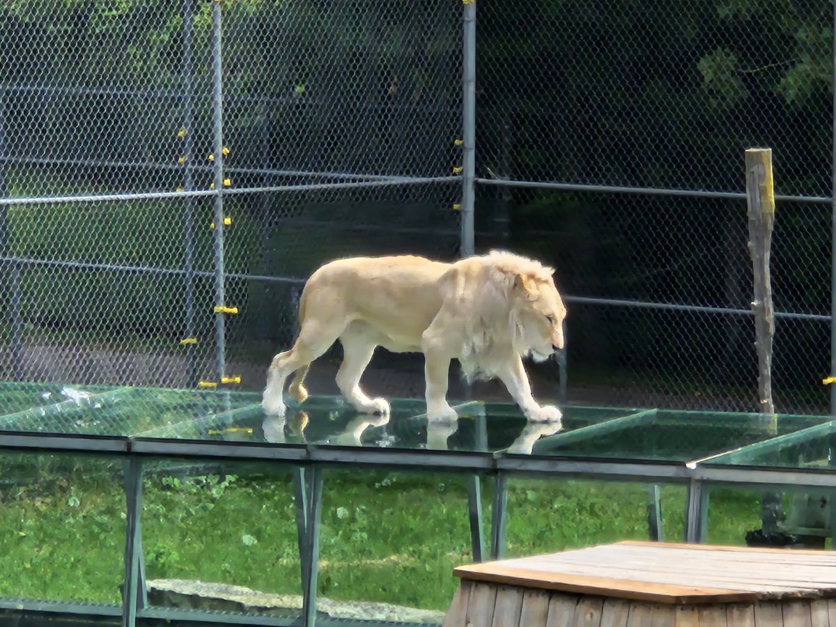 CPerrickRamirez's tweet photo. Beautiful day exploring @ParcSafari complete with this interesting walk through lion tunnel🦁 https://t.co/WeWoUpFk8T