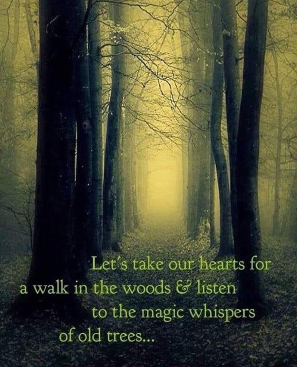 Let's listen deep .....................

#connection #trees #forestbathing #timetoheal #deeplistening #healinginnature #forest #naturelovers #lisajenningsart #nashvilleartist