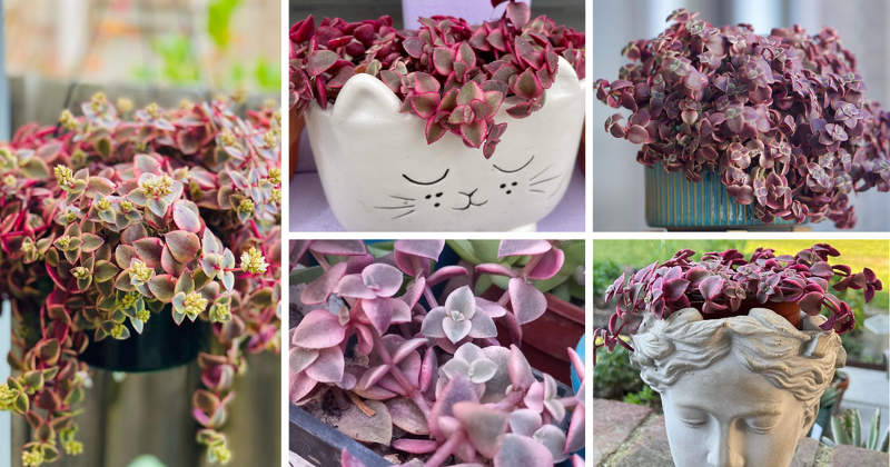 Introduction: Unveiling The Enigmatic Crassula Calico Kitten

Are you ready to embark on a journey into the world of succulents? Look no further than the captivating Crassula Calico Kitten.

asucculent.com/crassula-calic…