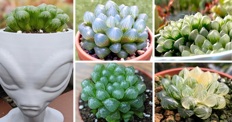 Haworthia Cooperi, also referred to as the Alien Egg Succulent, is a mesmerizing plant that has captured the hearts of succulent enthusiasts worldwide.

asucculent.com/alien-egg-succ…