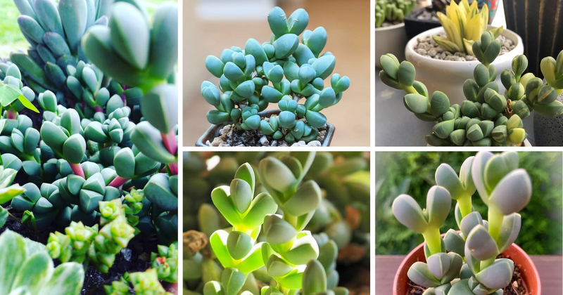 Introduction: Embracing The Ice Plant Succulent

Are you ready to dive into the enchanting world of succulents? Look no further than the Ice Plant Succulent (Corpuscularia Lehmannii). This stunning plant, with its fleshy leaves and vibrant blooms, is

asucculent.com/the-fascinatin…