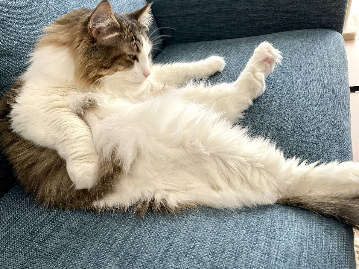 毛づくろい中。 https://t.co/Ox62RWQpVz