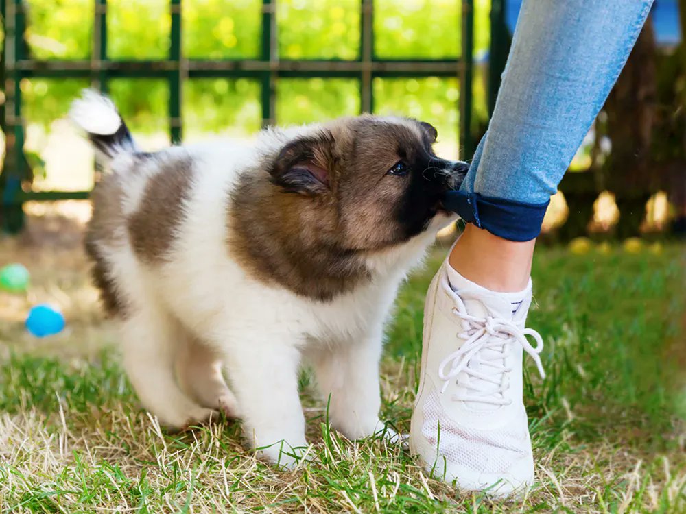 Is your new puppy an ankle biter? This article has some tips to stop that habit!

buff.ly/3lXvU4r 

#petsitter #stpete #stpetersburgflorida #maderia #pinellas #dogs #catfacts #cats #catlovers #dogfacts #doglovers #PetTips #HealthyPets #Fairydustservices