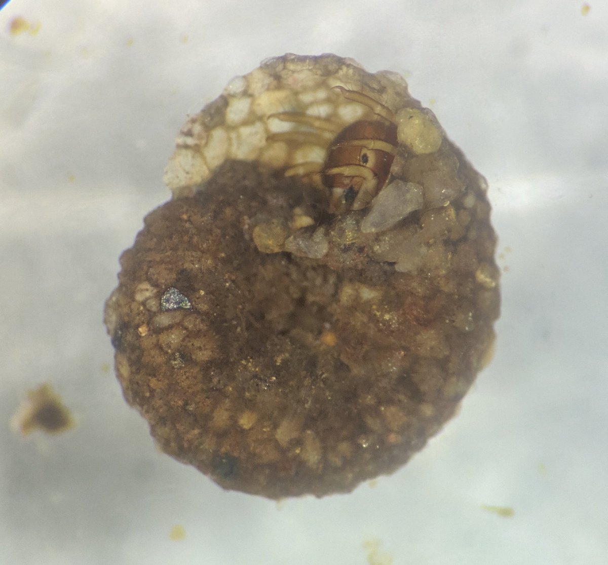 Bridget White tweet media